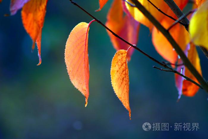 欧美一本通逼a视频观看,精品久久久久久国产91,色拍拍噜噜噜在线视频
